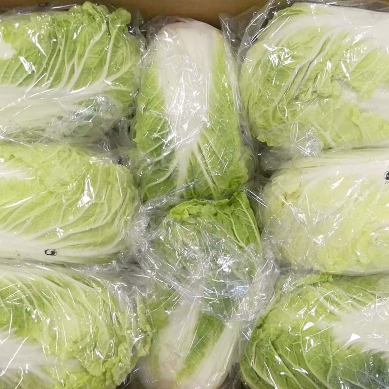 Chinese Cabbage Chinese Cabbage