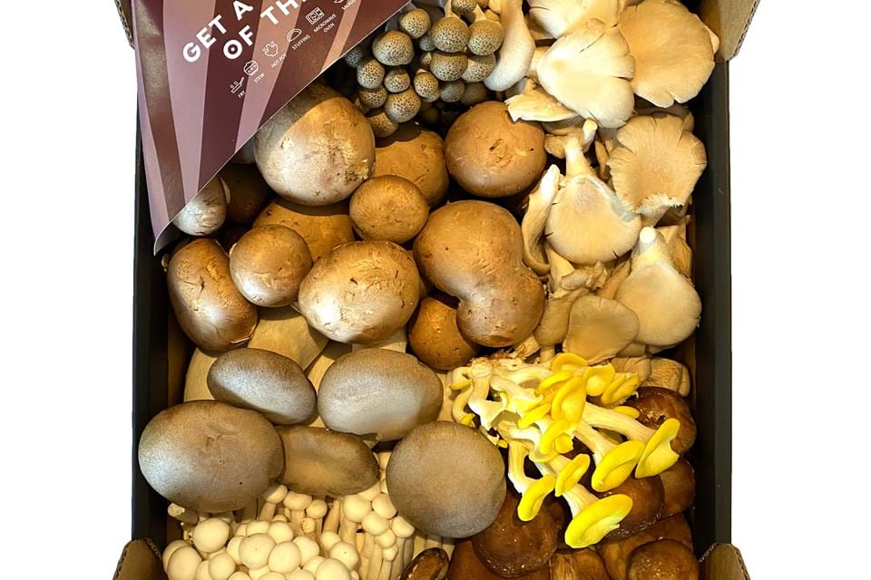 Cultivated mushroom mix 3kg