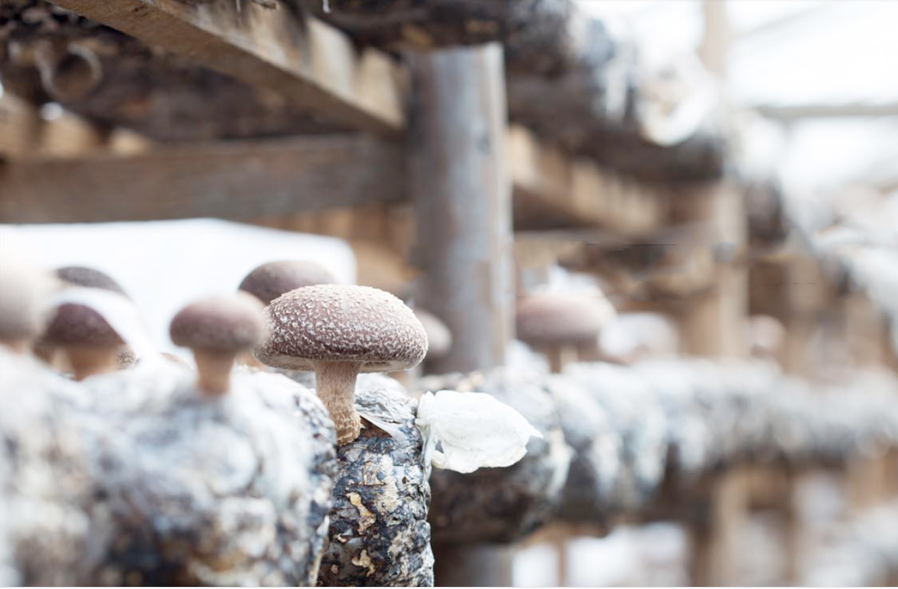 Wir bauen unsere Shiitake-Pilze selbst in Mitrovice, Kosovo, an.