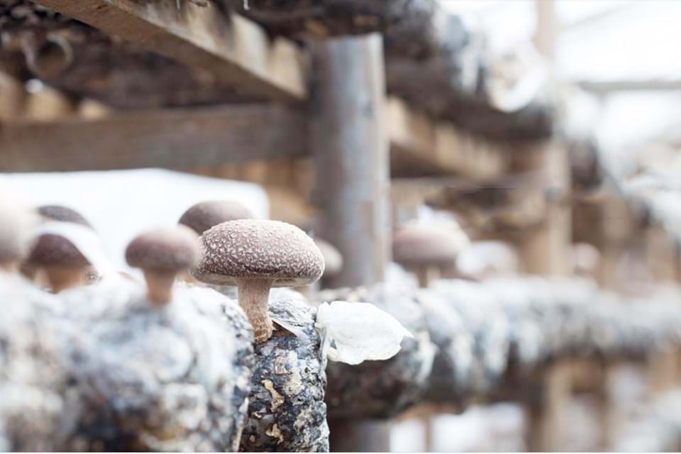 Zo worden mijn Shii-Take paddenstoelen geteeld. In Mitrovice, Kosovo