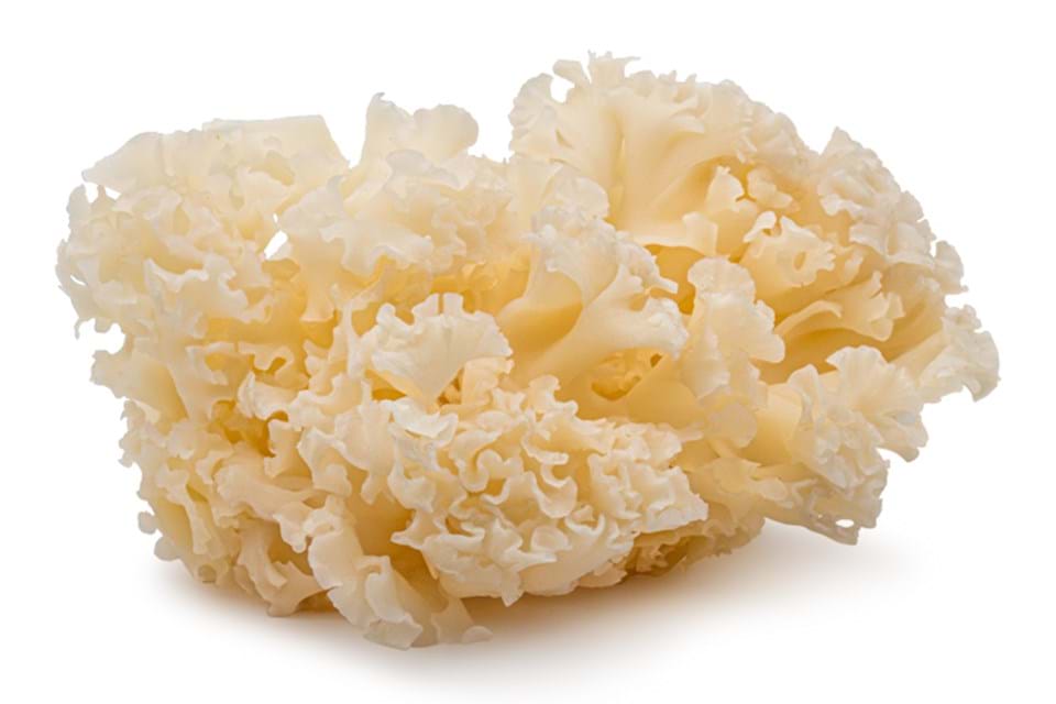 Cauliflower Mushroom