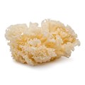 Cauliflower Fungus