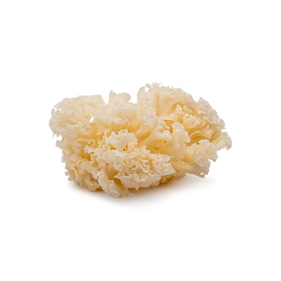 Cauliflower Fungus