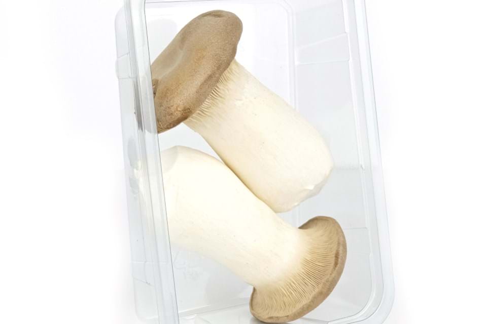 King oyster mushroom 2 pieces