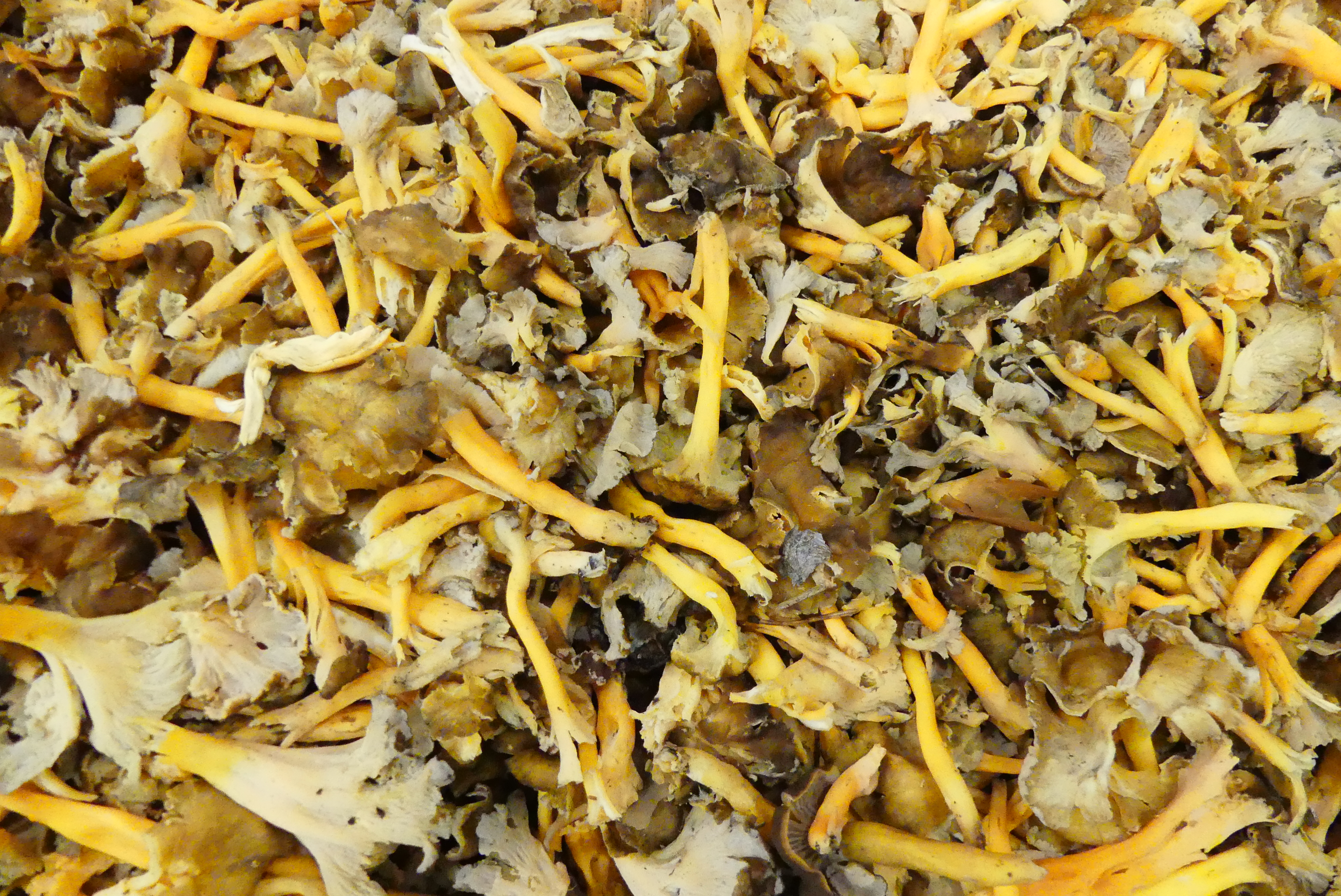 Chanterelle Grise / Jaune