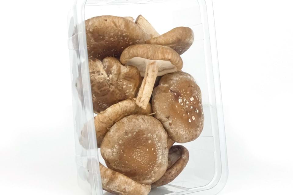 Shiitake NL XL