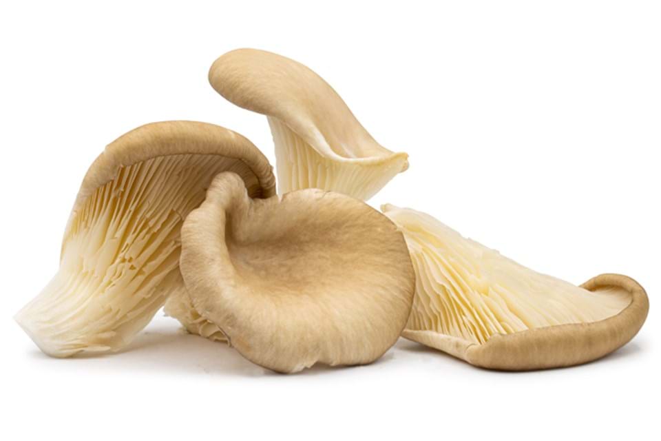 Oyster Mushroom Grey