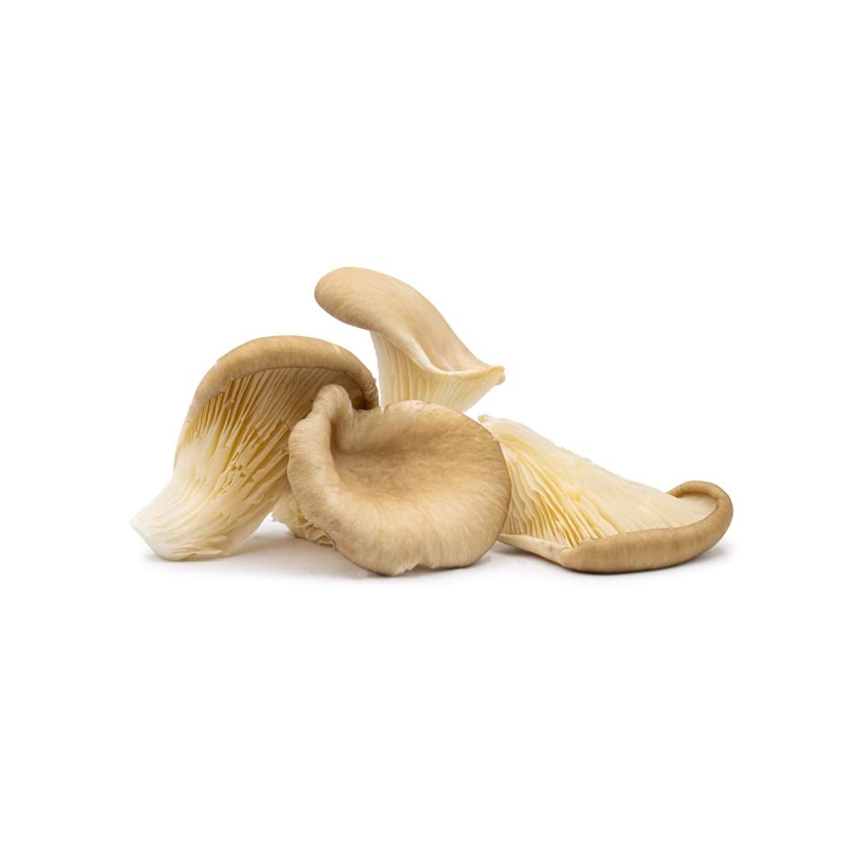 Oyster Mushroom Grey