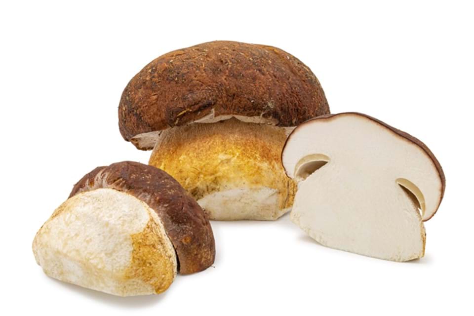 Cepes / Porcini