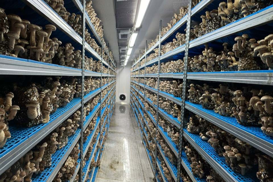 Local indoor mushroom cultivation (2023)