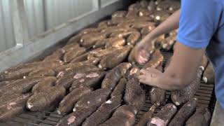 Unsere Wurzelmöhren und Süßkartoffeln werden in Costa Rica angebaut