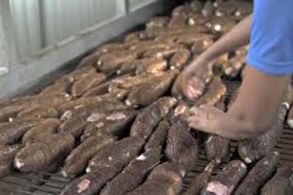 Onze wortel en zoete aardappelen worden geteeld in Costa Rica.