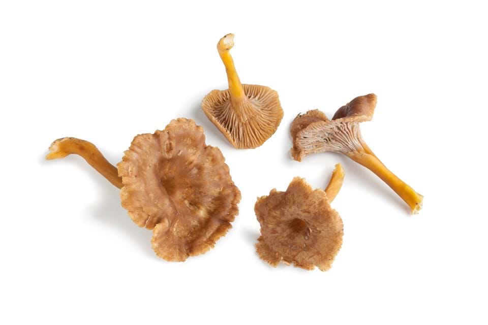 Chanterelle grise