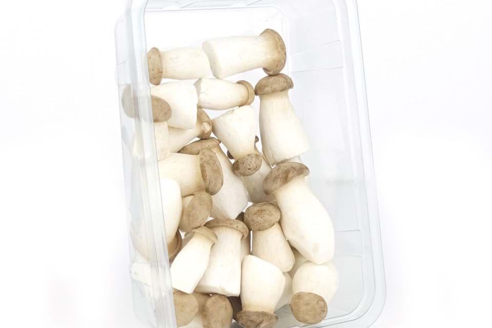 King oyster mushroom mini