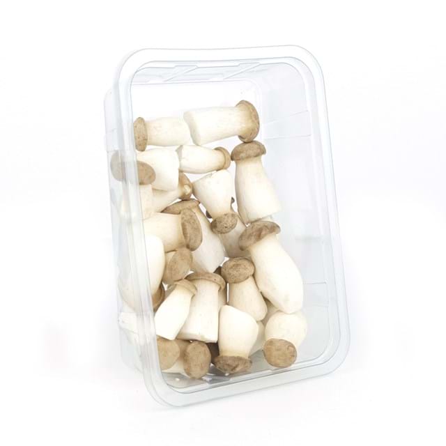 King oyster mushroom mini
