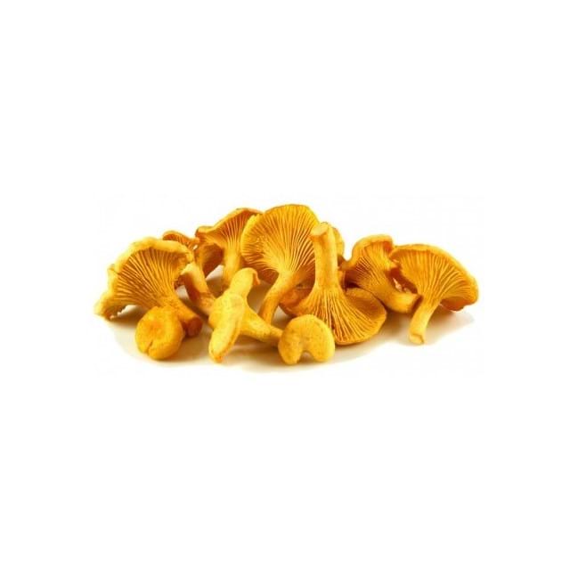 Chantarelle Girolle