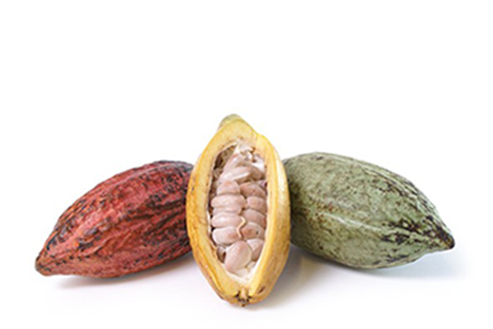Cacao