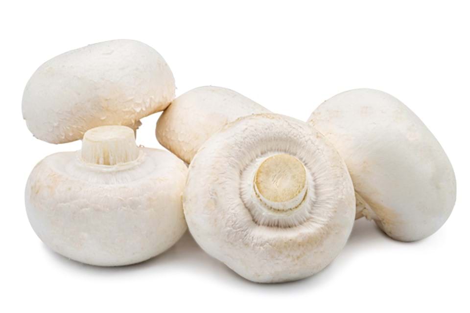 Witte champignon (Medium)