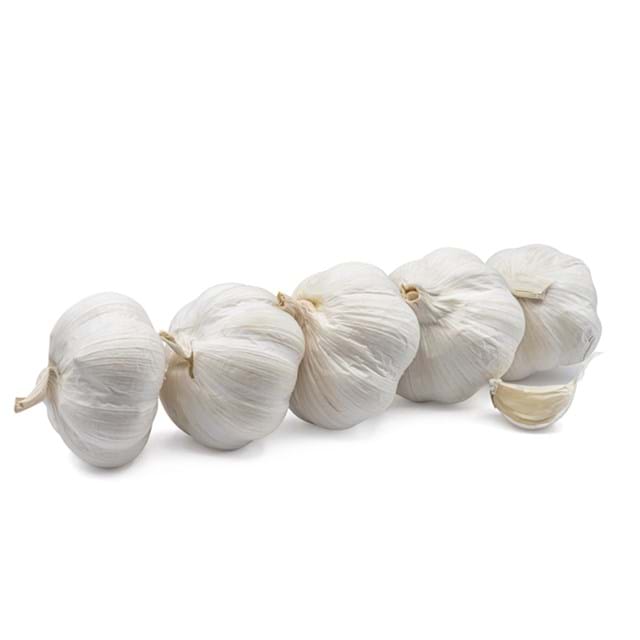 Garlic