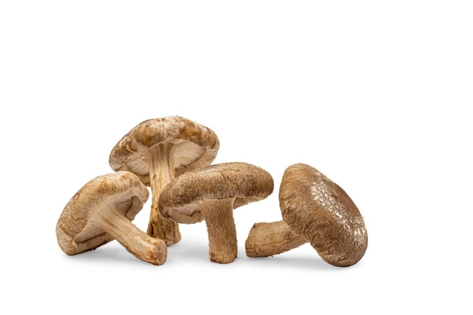 Shiitake
