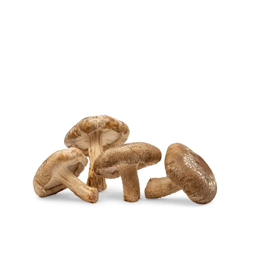 Shiitake
