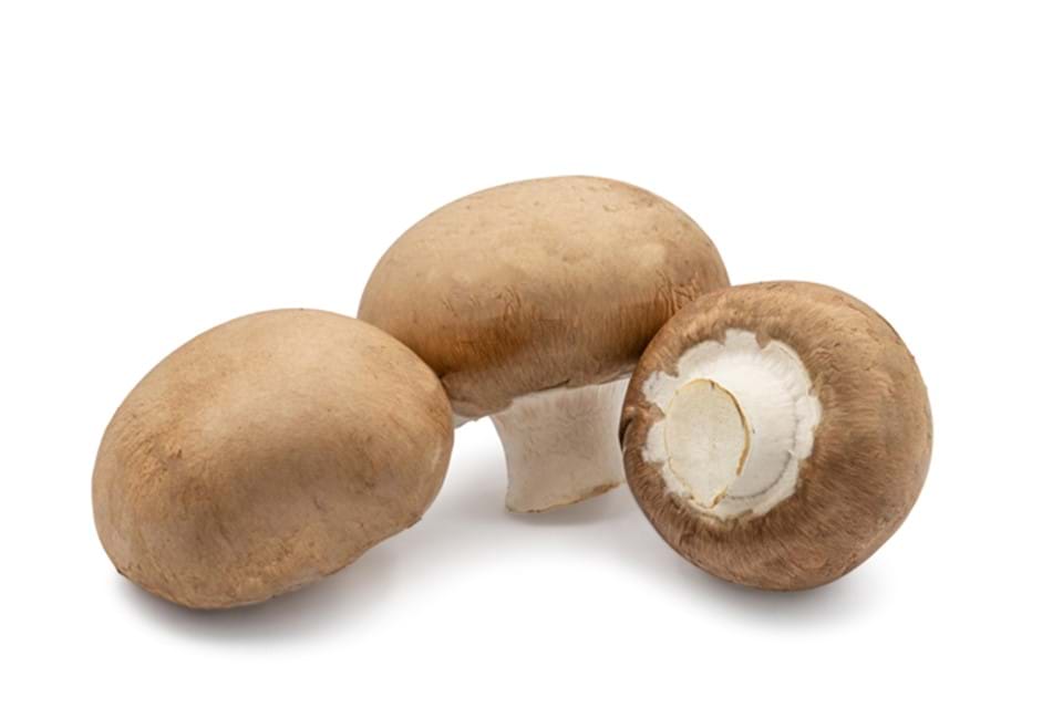 Kastanjechampignon (M)