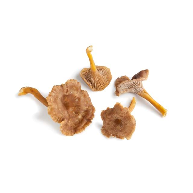 Chanterelle Grise