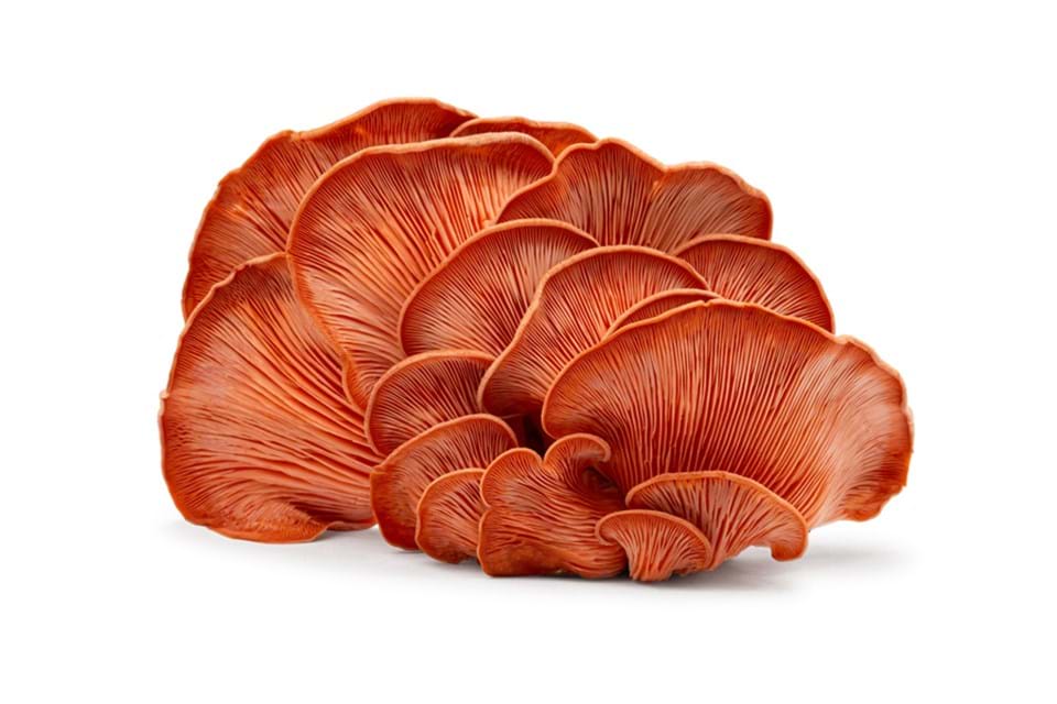 Pink oyster mushroom
