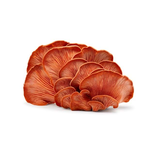 Pink oyster mushroom