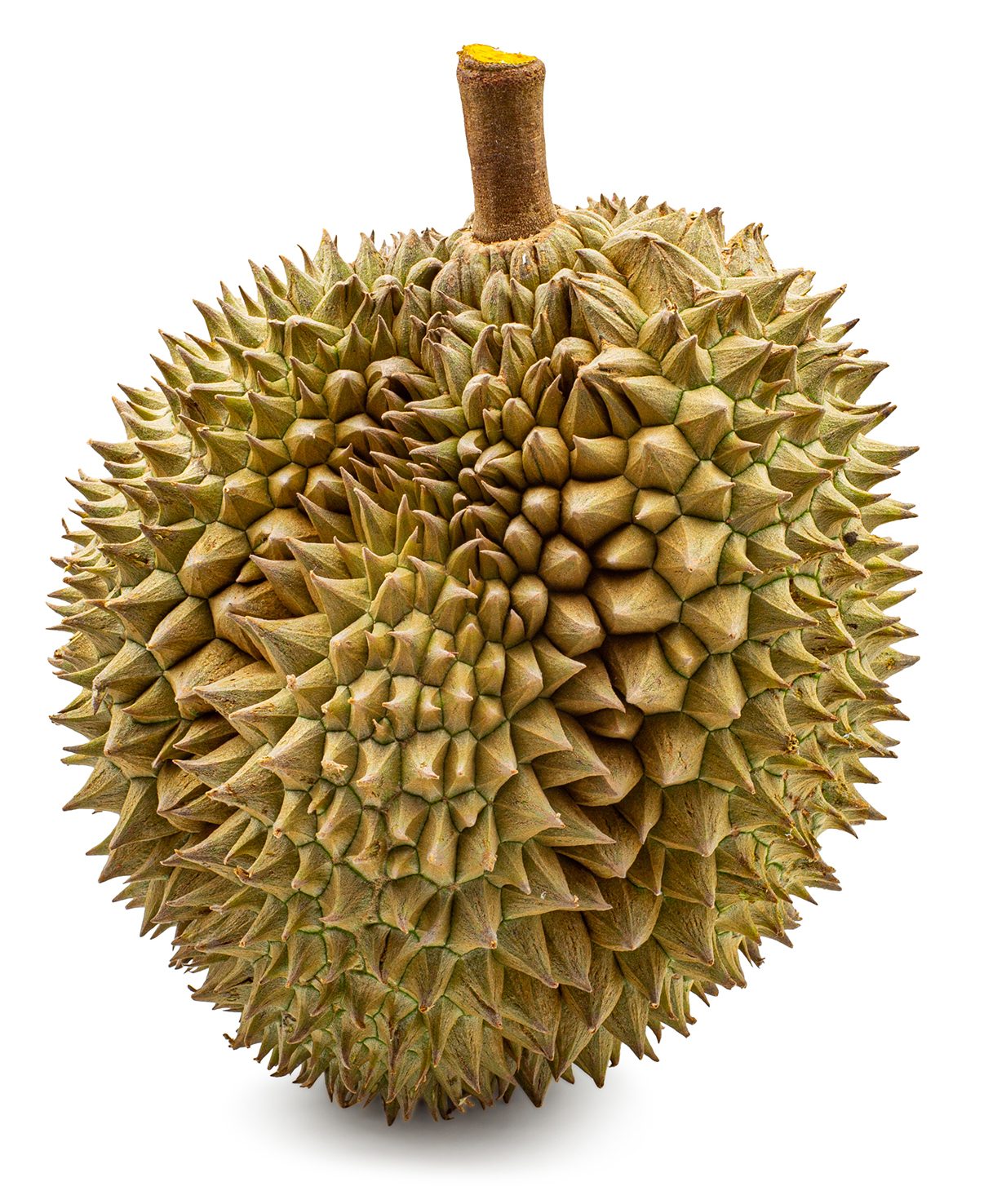 DURIAN - 新鲜榴莲