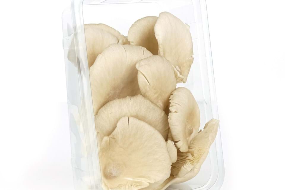 Grey oyster mushrooms