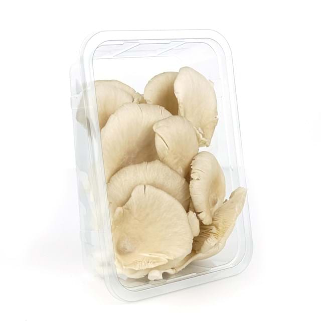 Graue Austernseitlinge