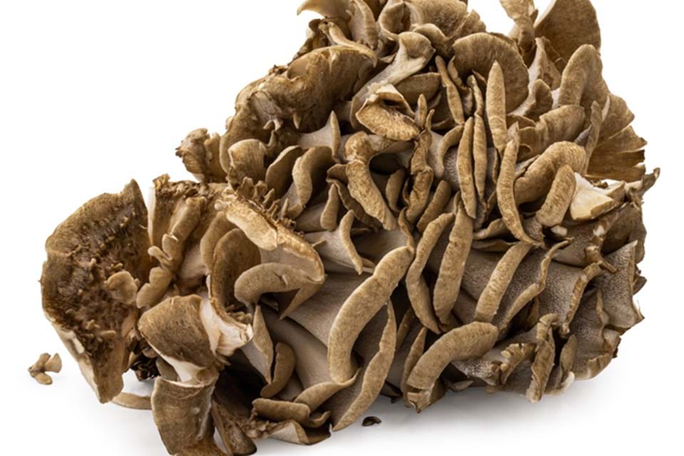 Maitake | Eikhaas