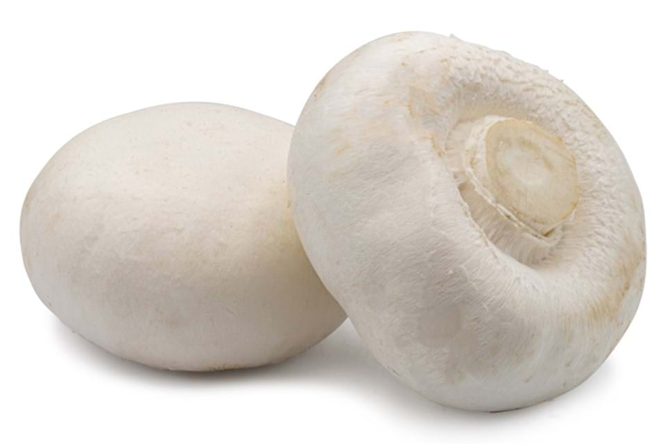 Witte champignon XL
