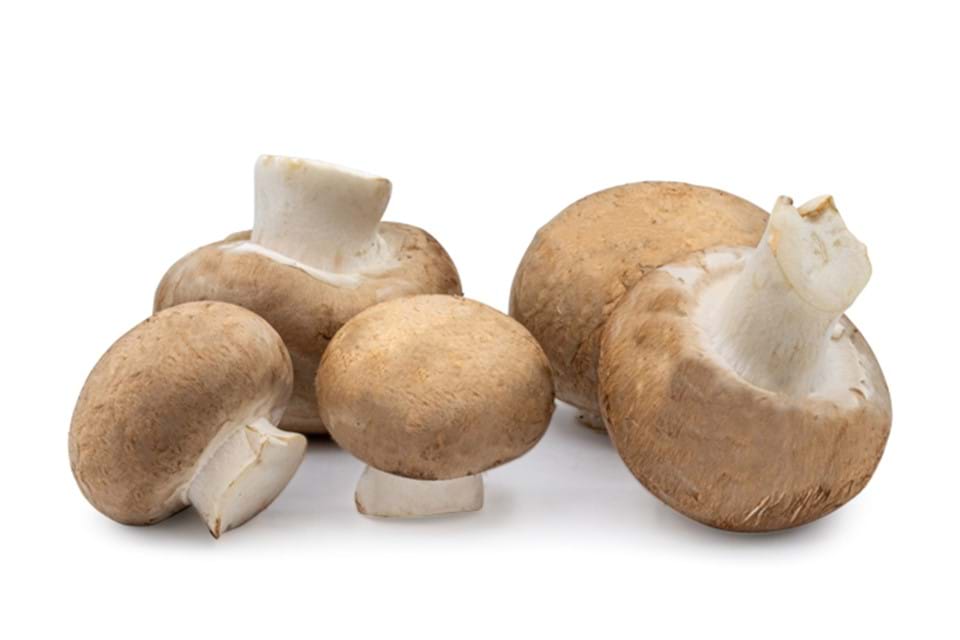 Kastanjechampignon (S)