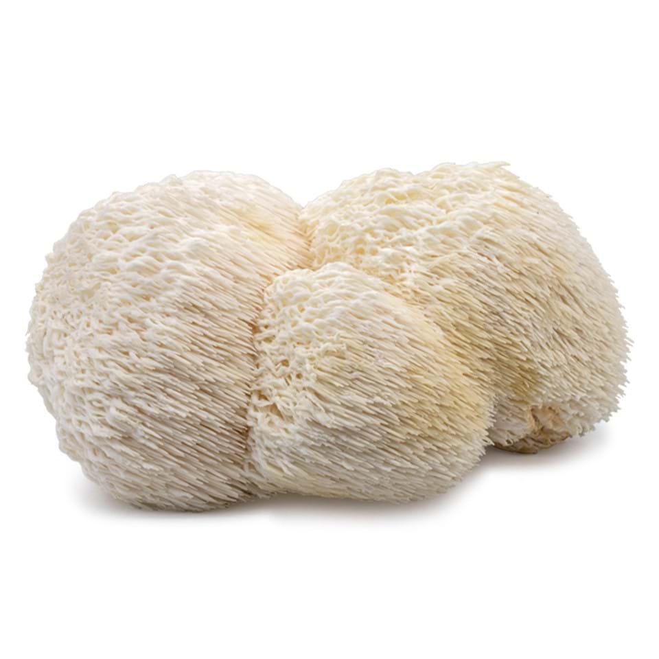 Champignon de hêtre marron