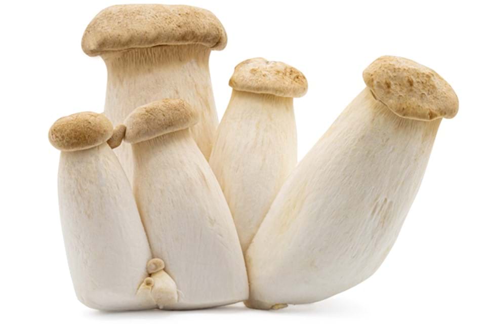 Mini konings oesterzwam