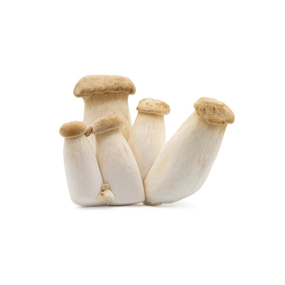Mini konings oesterzwam