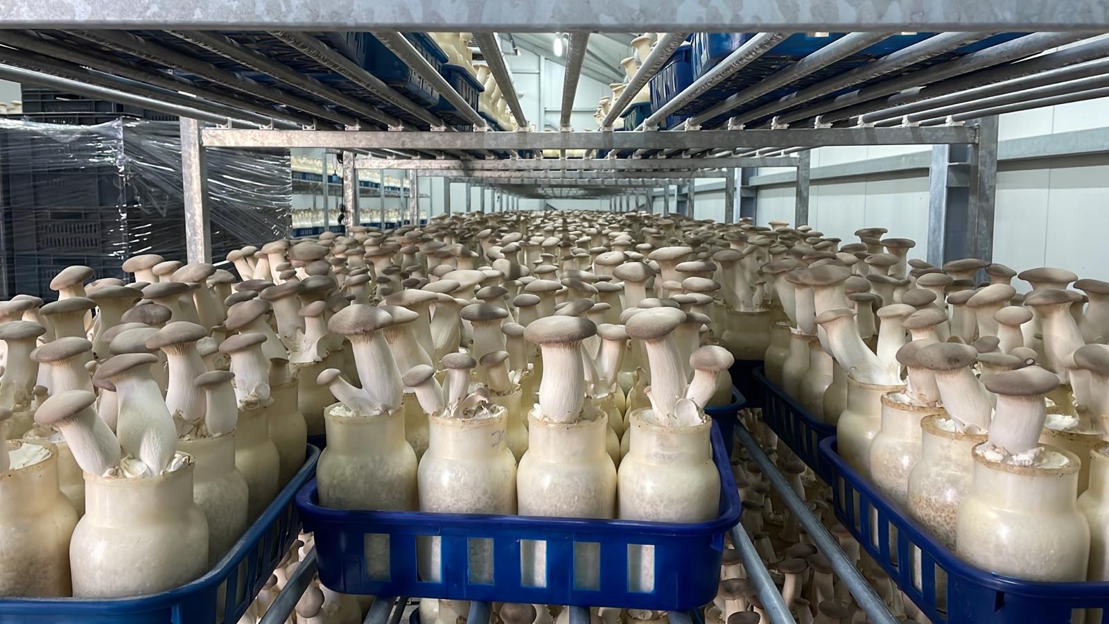 Nous produisons notre propre Eryngii en bouteille ! Lipjan, Kosovo