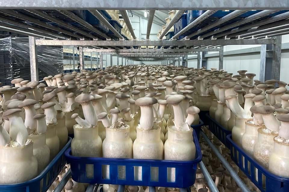 Nous produisons notre propre Eryngii en bouteille ! Lipjan, Kosovo