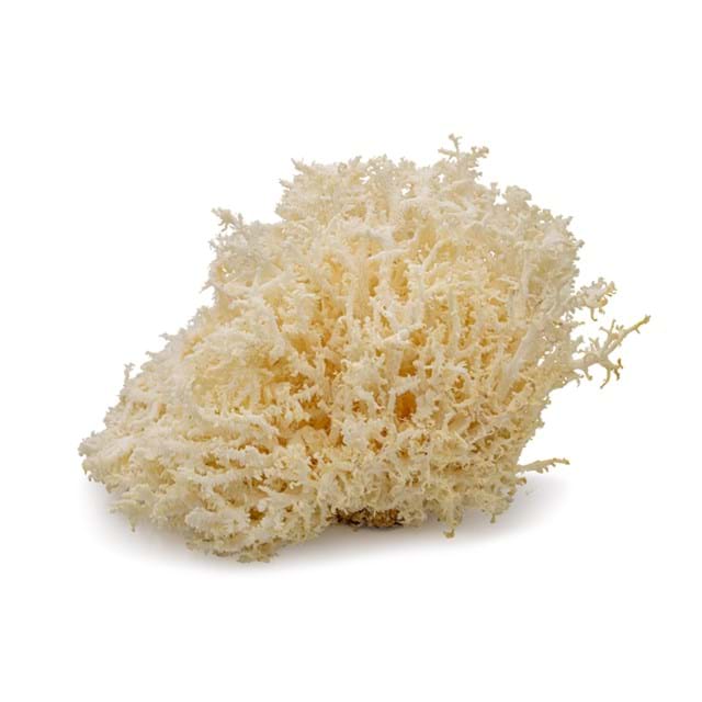 Korallenbuche